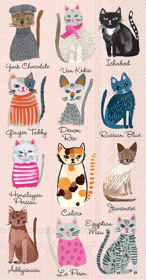 20CT BEV FLORAL CAT