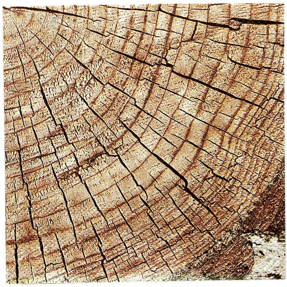 16CT BEV CUT TIMBER