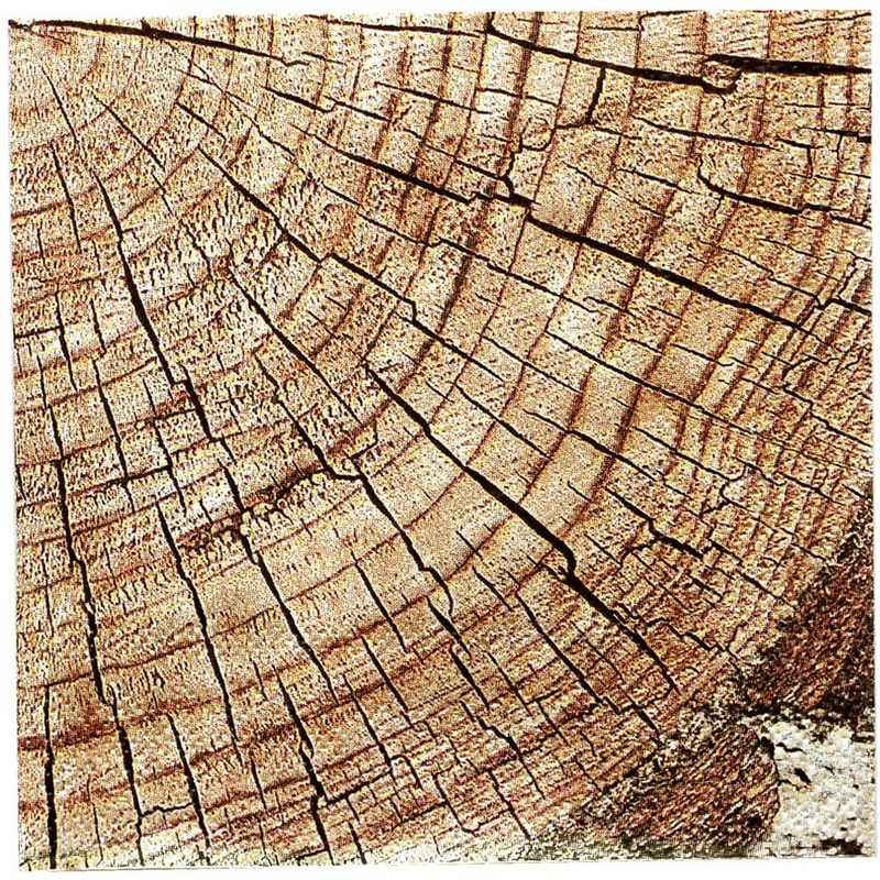 16CT BEV CUT TIMBER