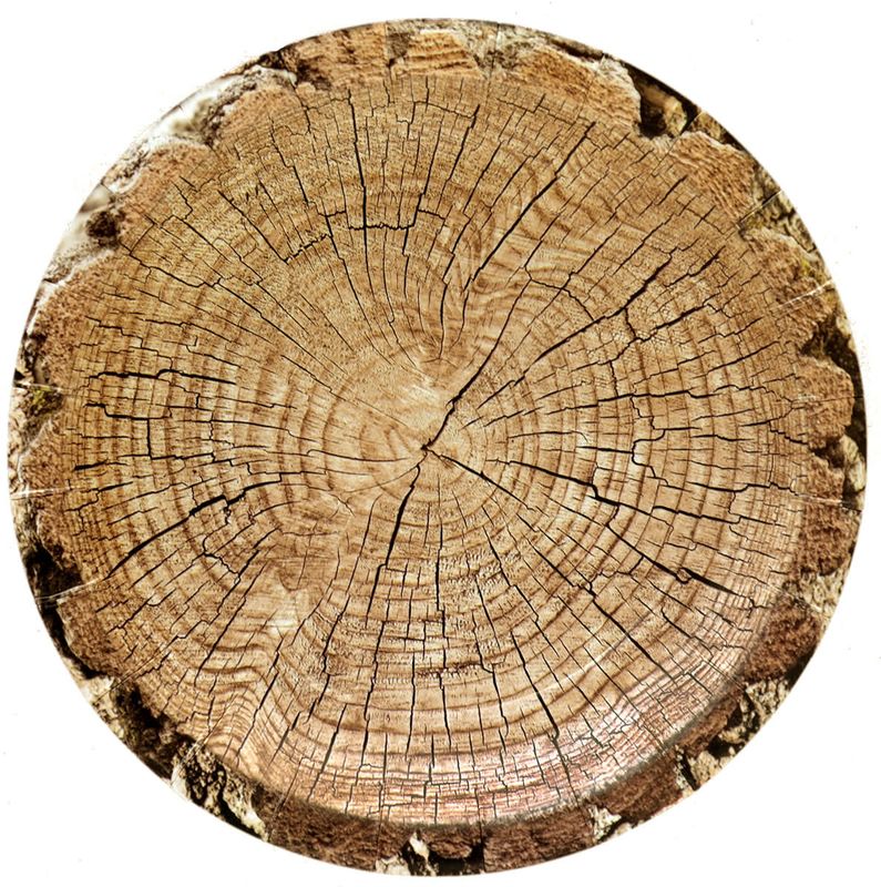 Cut Timber – Plates Round 7″ 8-pack