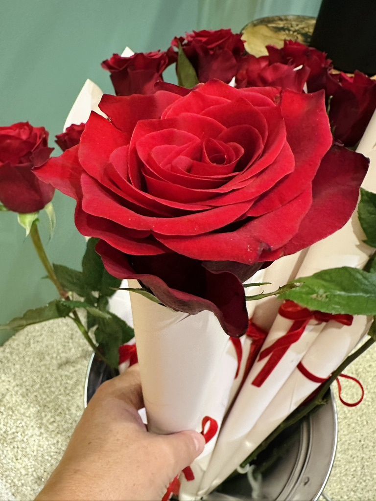 PROFRESH: Single Stem Rose 60cm