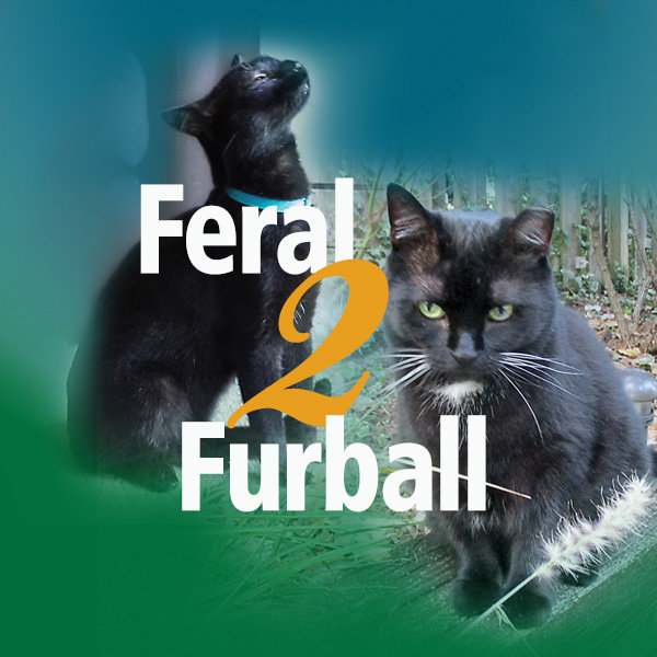 Feral2Furball