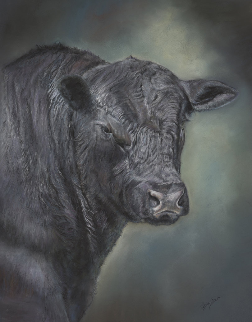 Angus Angus