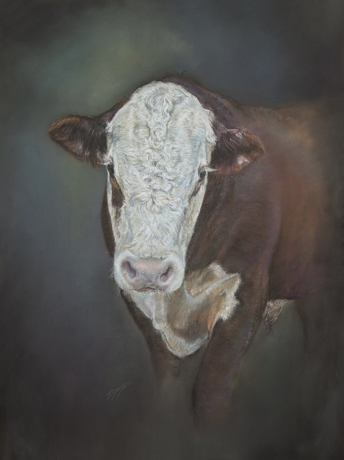 Hereford Hereford