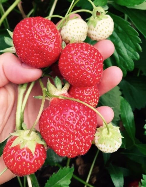 Fresh Local Strawberries