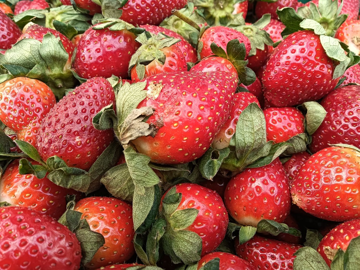 4kg Strawberry Trays