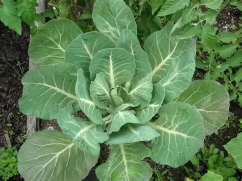 Georgia Collards 1#