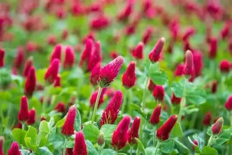 Planting Seeds