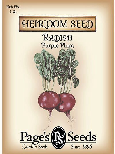 Radish Purple Plum 1g