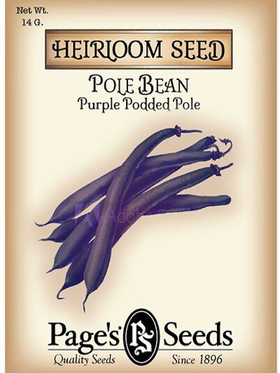 Purple Pole Bean 14g