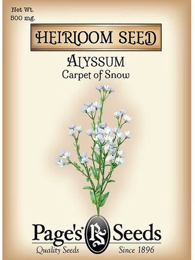 Alyssum Carpet Of Snow