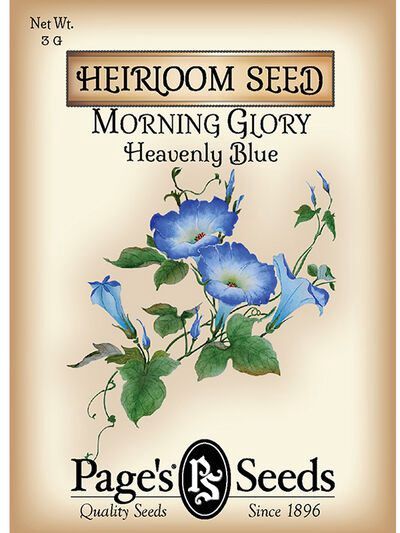 Morning Glory Moonflower 5g