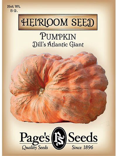 Pumpkin Dills Atlantic Giant G