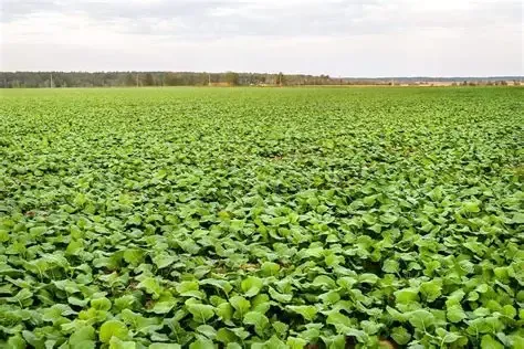 Trophy Rape Seed 50#
