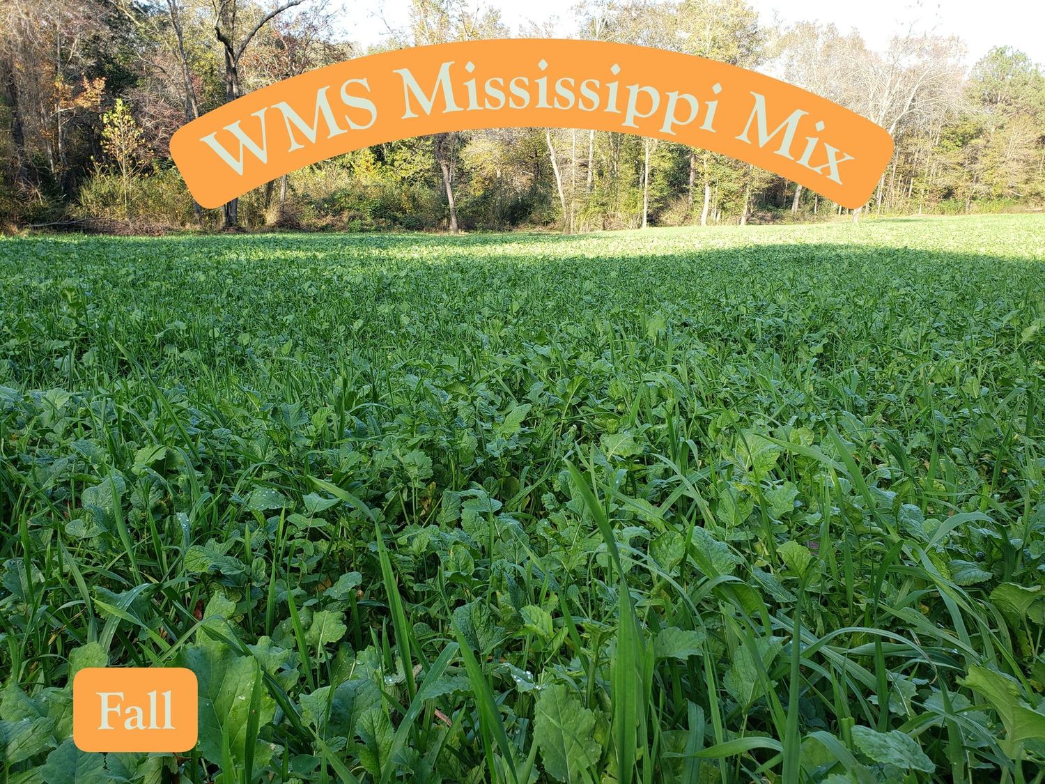 WMS Mississippi Plot Mix 50#