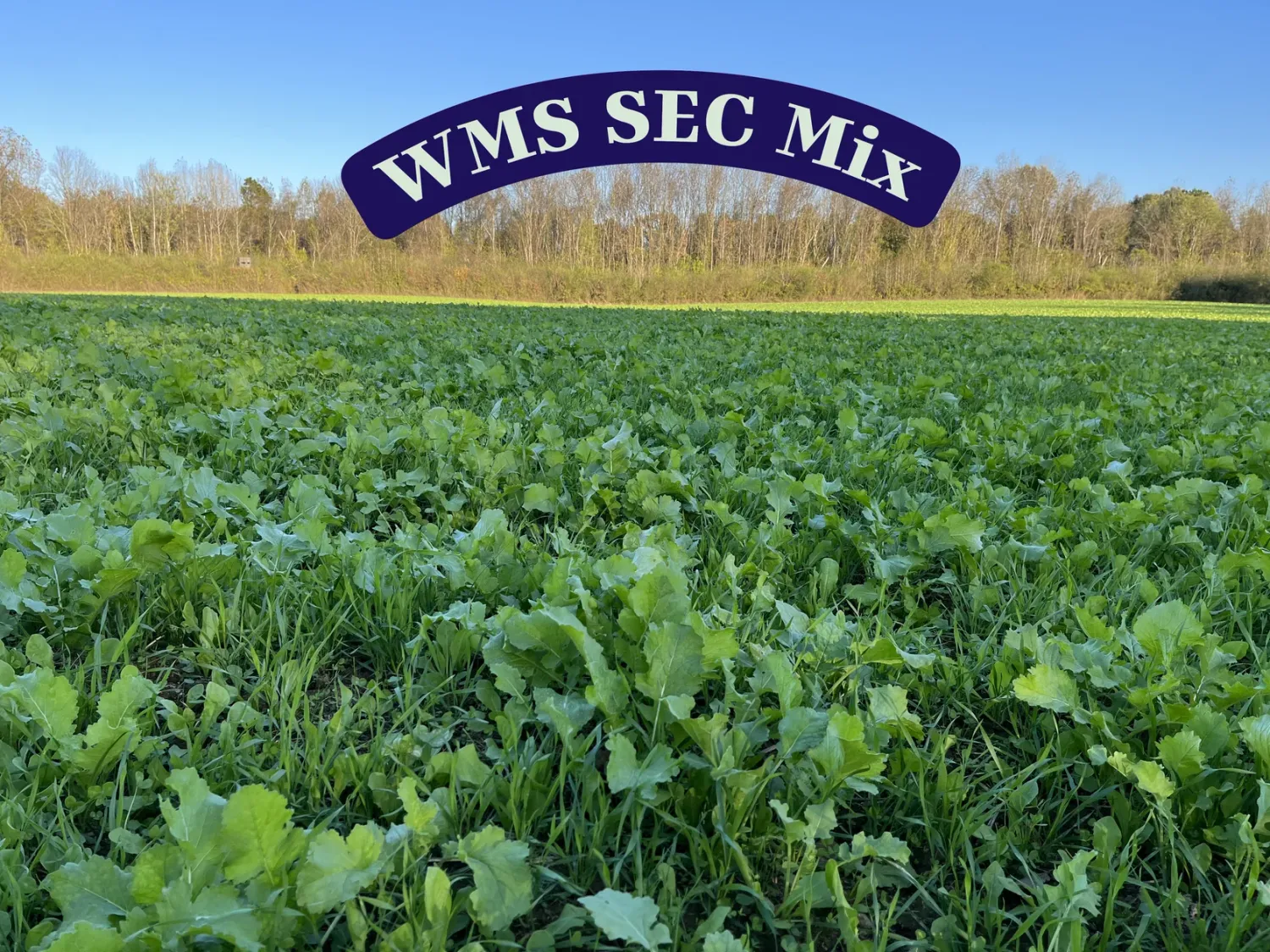 WMS SEC Plot Mix 50#