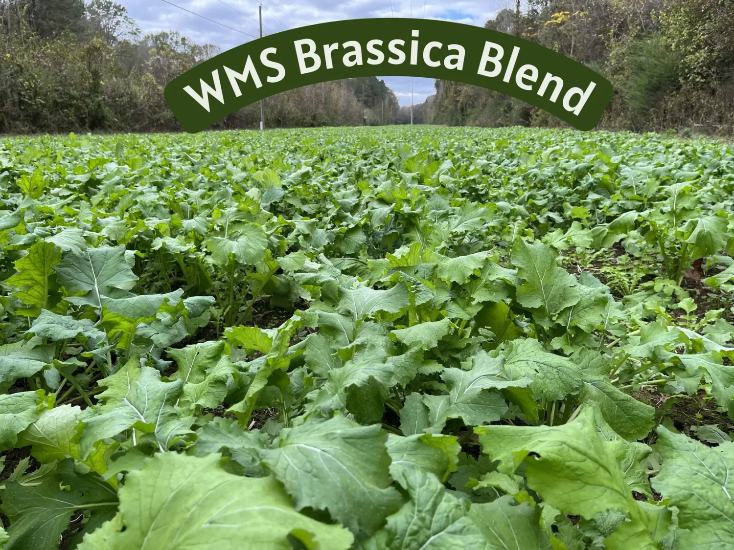 WMS Brassica Blend 3#