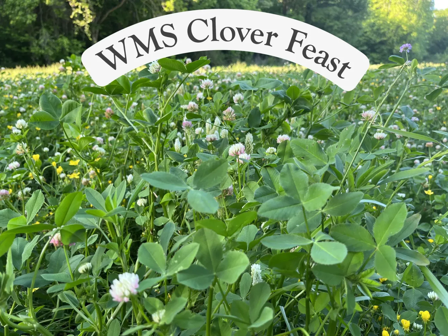 WMS Clover Feast 3#