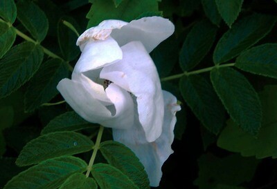 White Rugosa Rose Unfolding