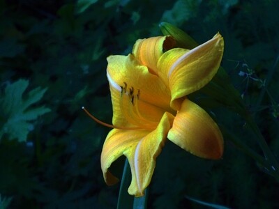 Hello Said The Golden Lily
