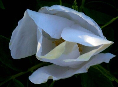 White Rugosa Rose Begins to Bloom
