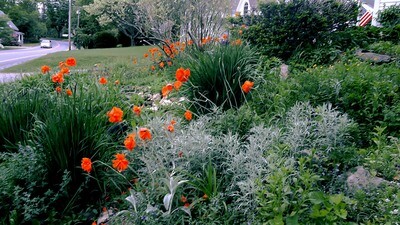 Poppies and Silver