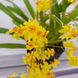 Y735 Oncidium Twinkle 'Yellow Bird' (Bare Root) Y735 Oncidium Twinkle 'Yellow Bird' (Bare Root)