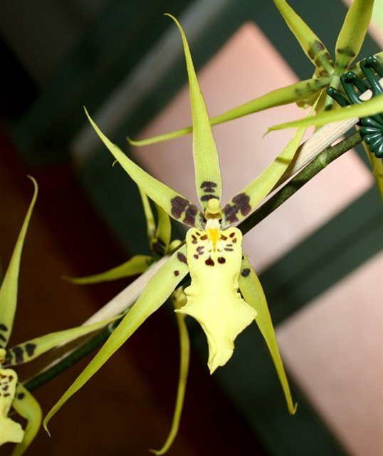 Y196 Brsdm. Gilded Urchin 'Ontario' (Bare Root Seedling)