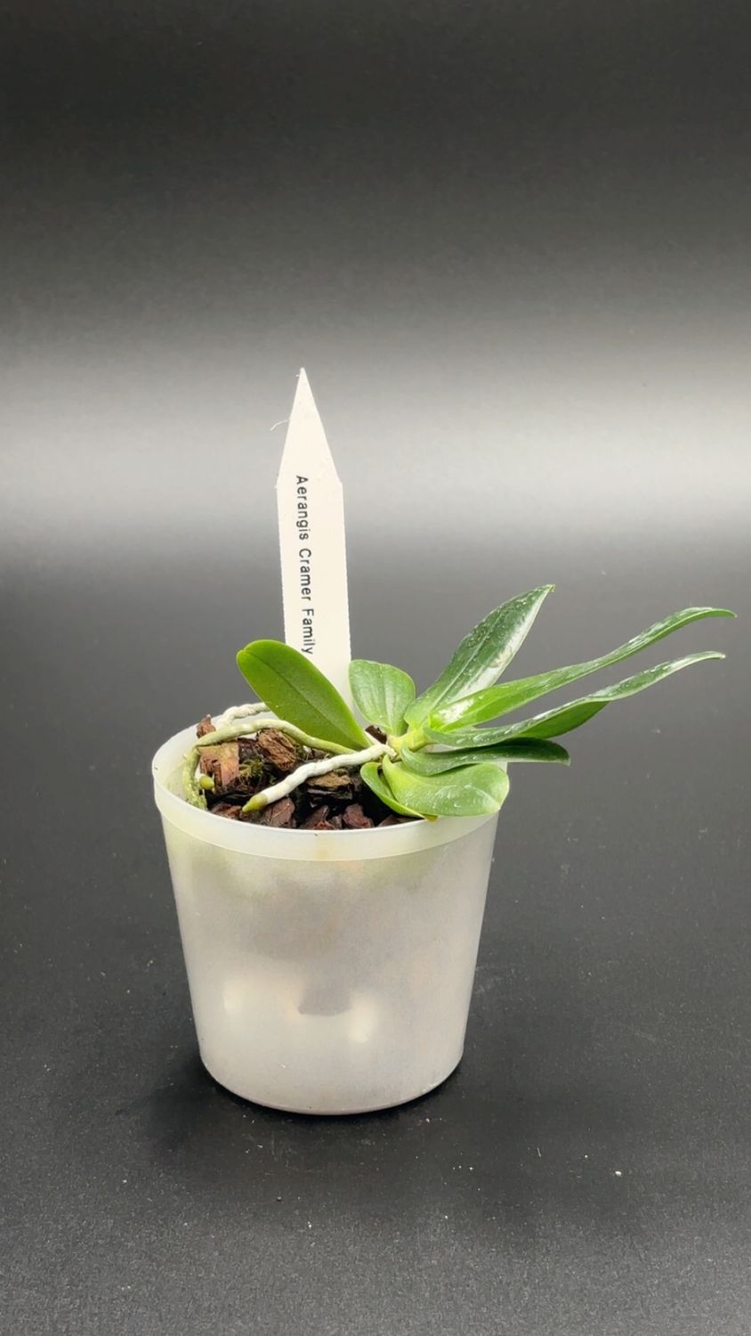 Aerangis Cramer Family (Aergs. mystacdii x modesta)