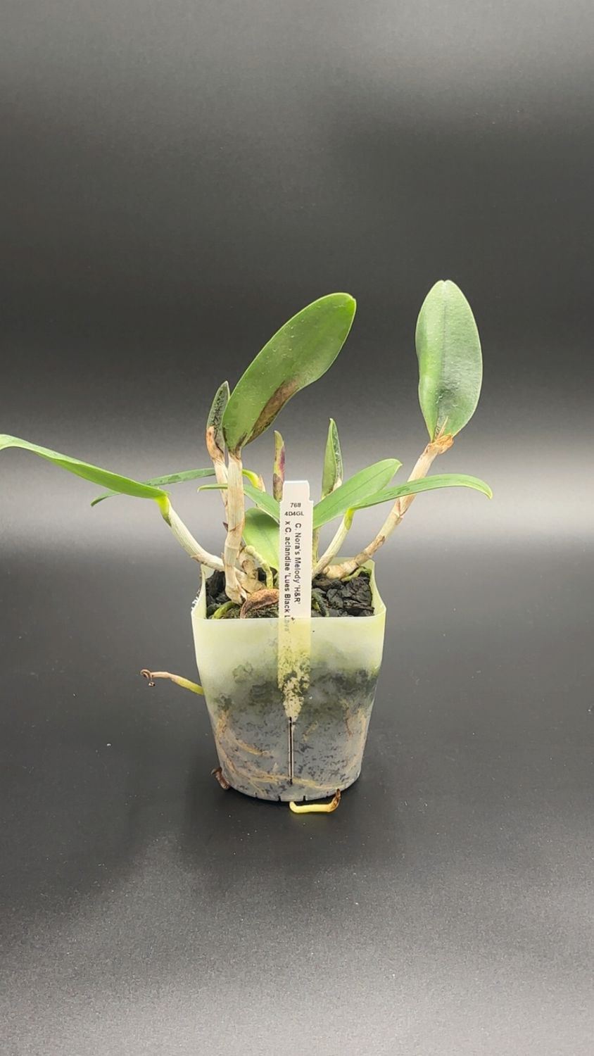 C. Nora's Melody 'H&R' x C. alcandiae 'Lues Black Lava'