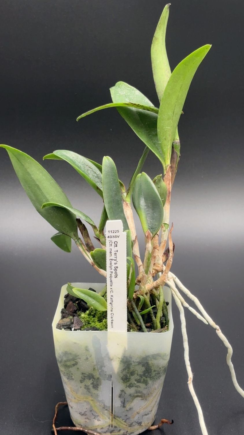 Ctt. Terry's Spots (Ctt. Mem. Evelyn Paquette x C. Katherine Clarkson)