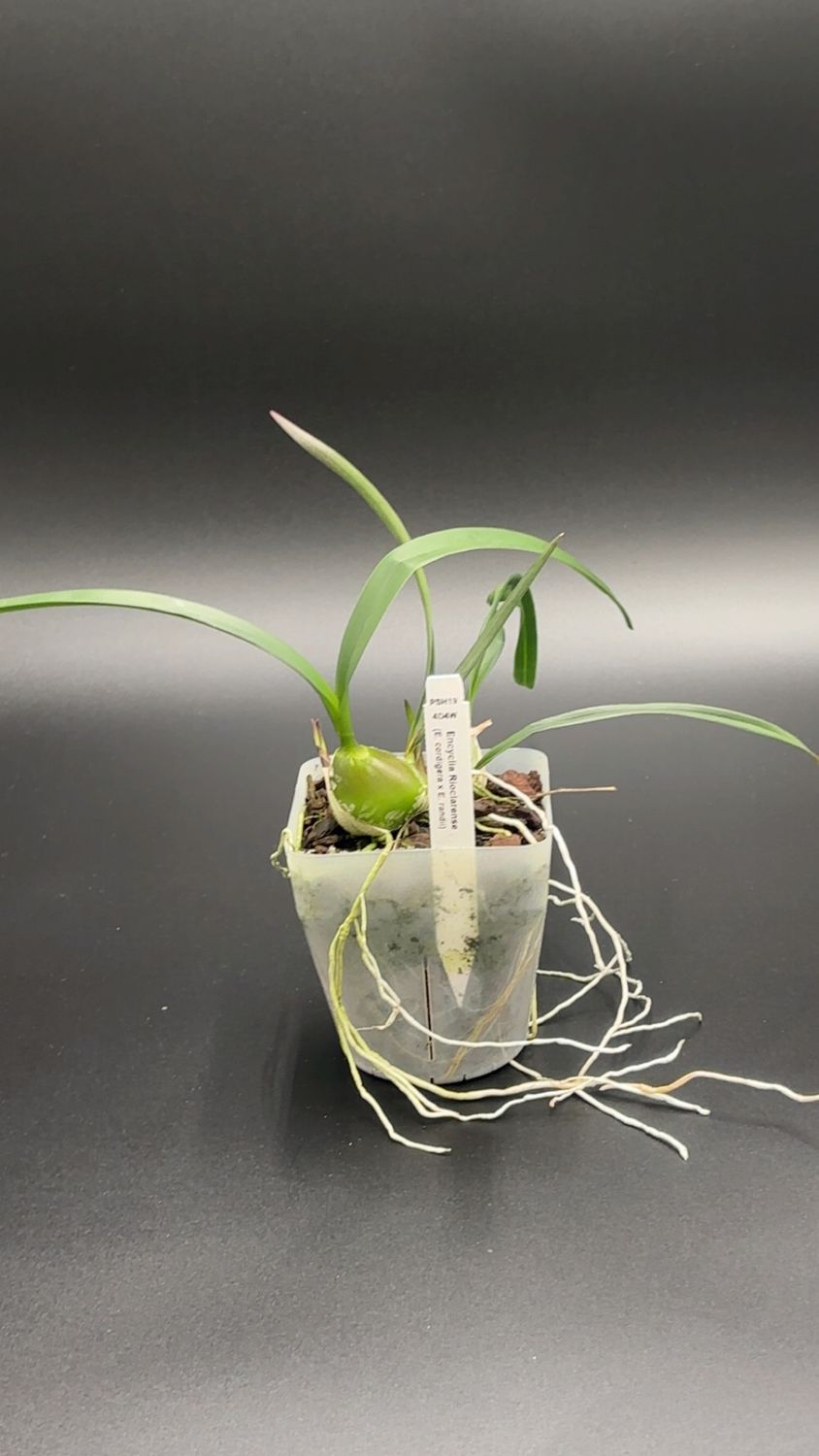 Encyclia Rioclarense (E. cordigera x E. randii)