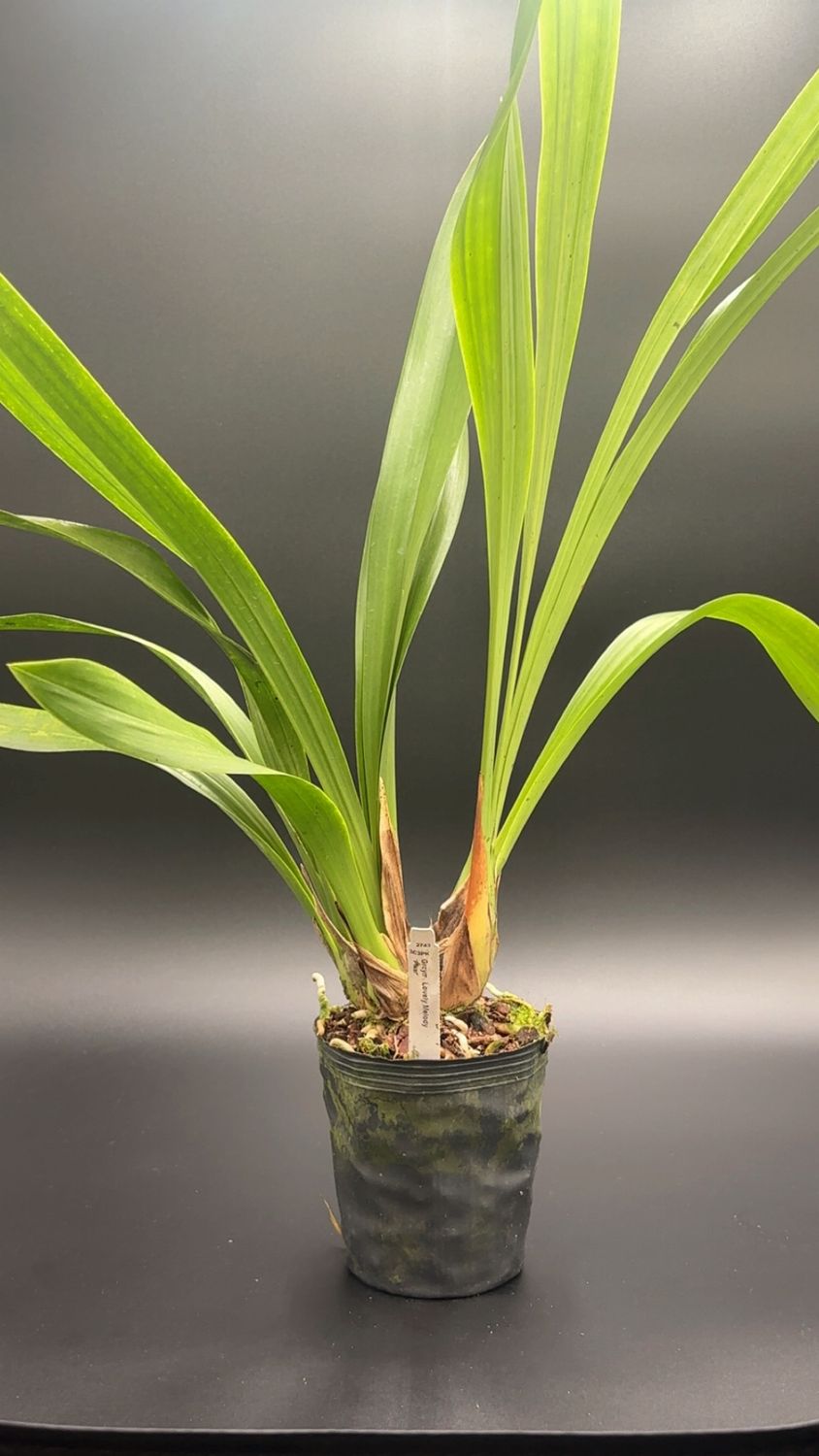 Grcym. Lovely Melody 'Pixar'