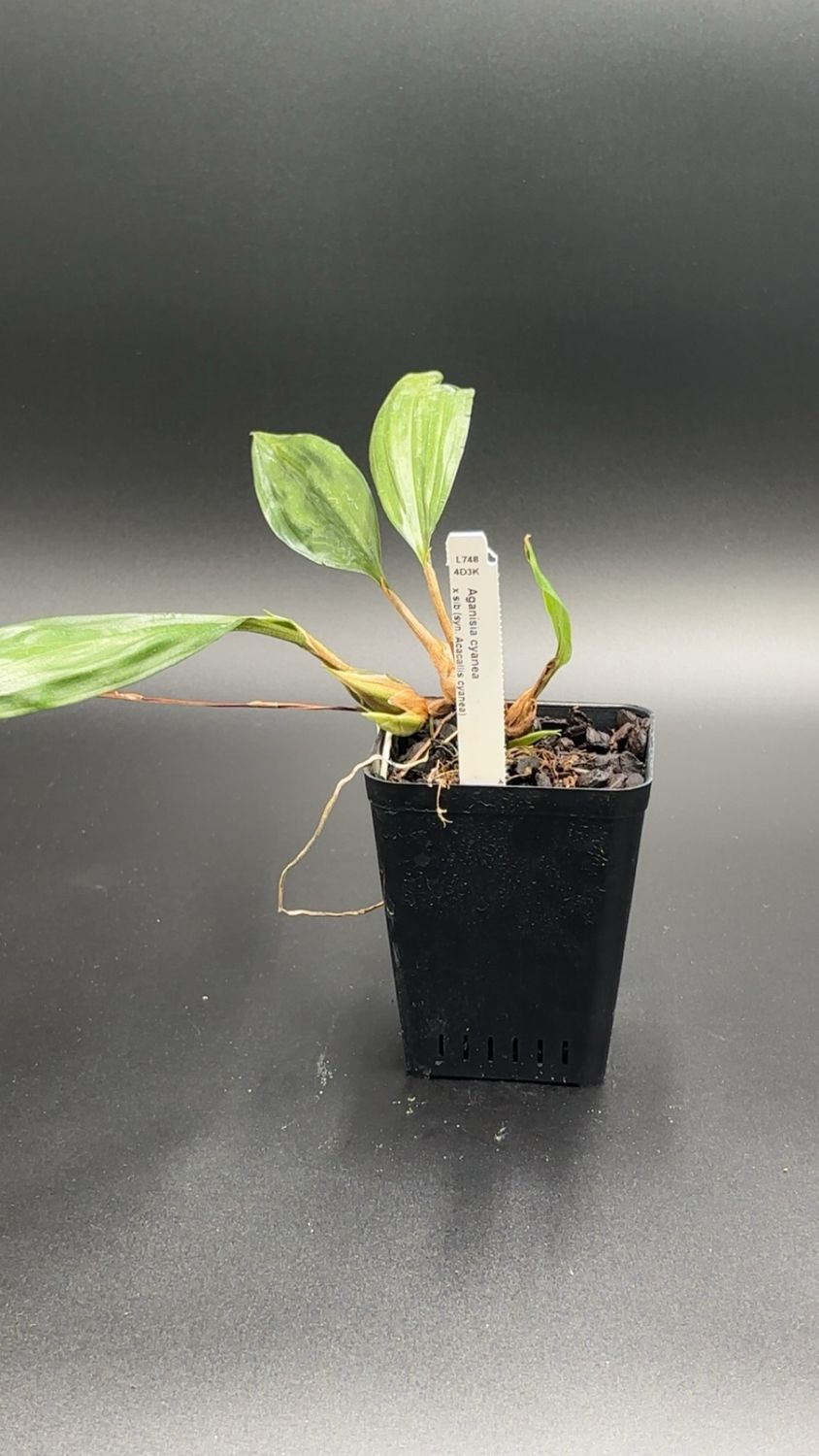 Aganisia cyanea x sib