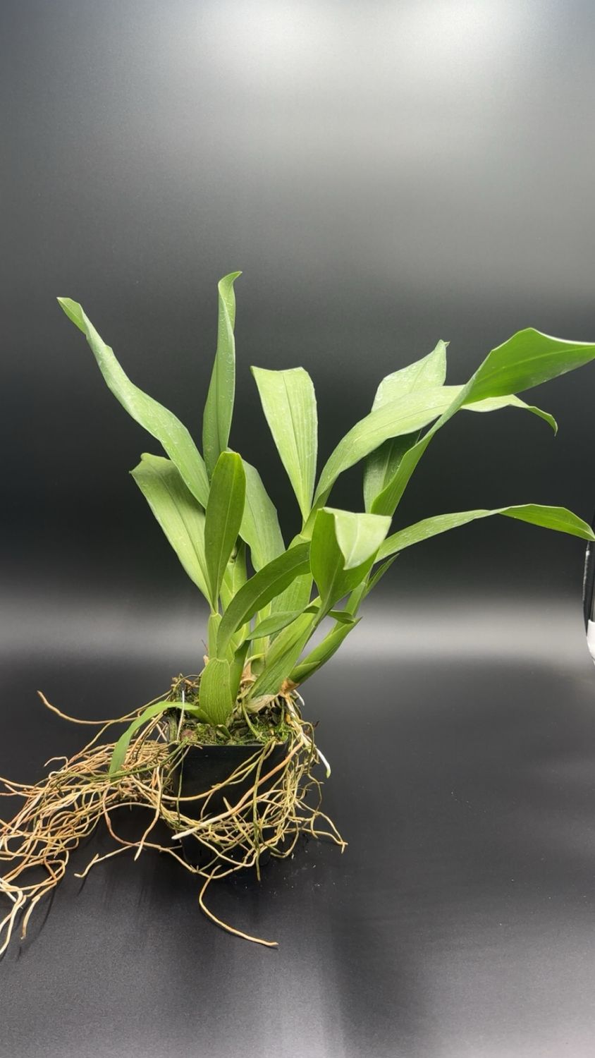 Brassia Aunty Diana Aki 'Stefanie Munn'