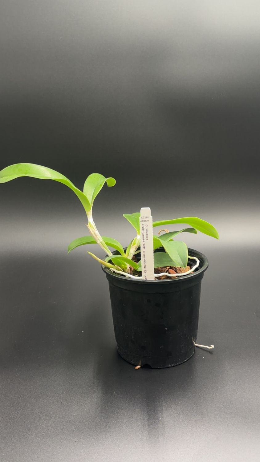 C. violacea x sib (carnea 'CH1' x suavissima 'Coronel')