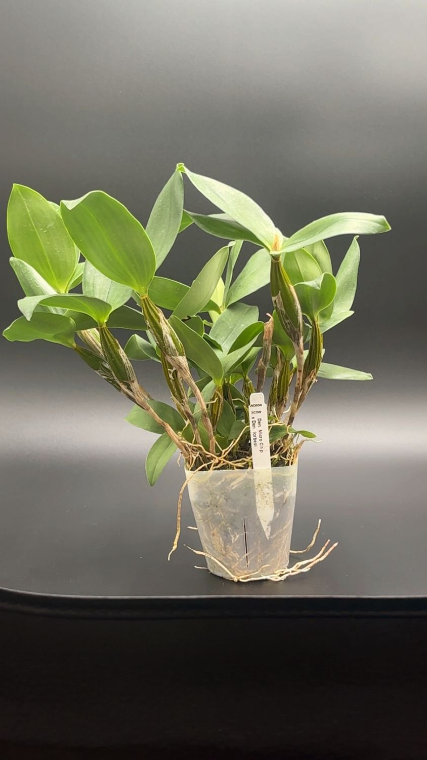 Den. Micro Chip x Den. forbesii