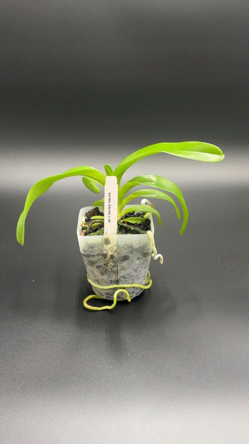 Aerides odorata x sib