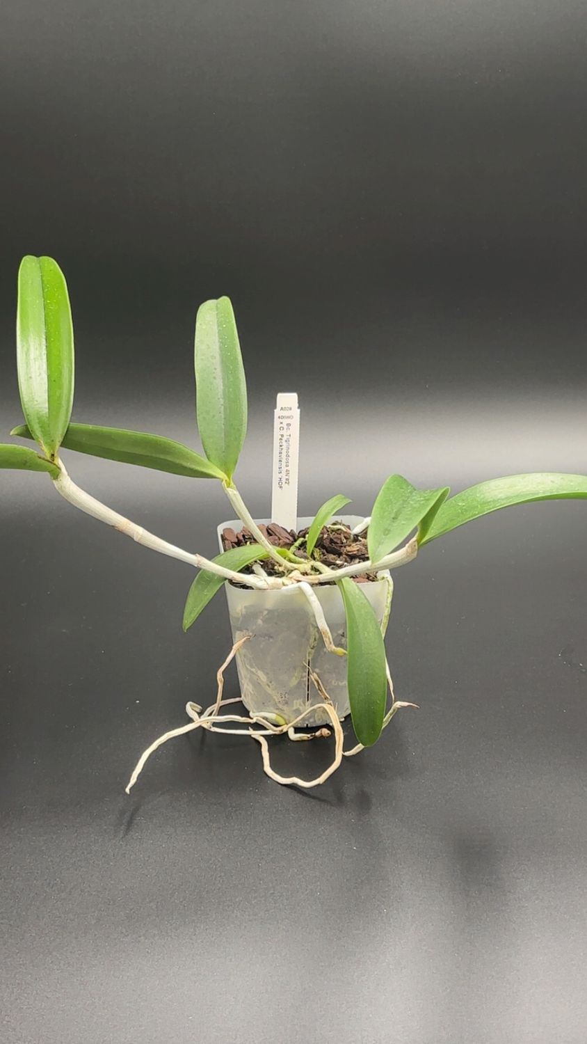 Bc. Tigrinodosa 4N '#2' x C. Peckhaviensis 'HOF'