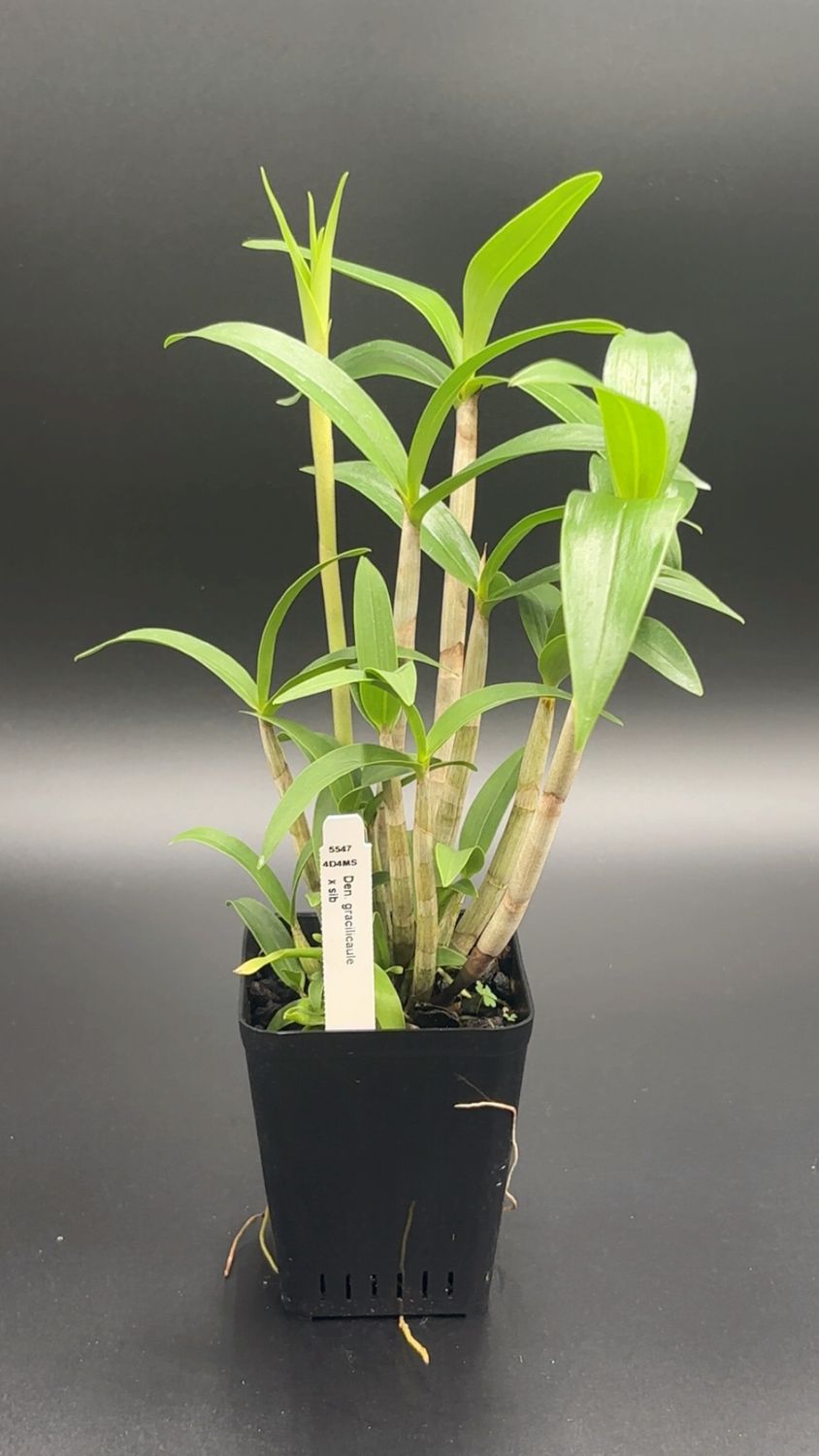 Den. gracilicaule x sib