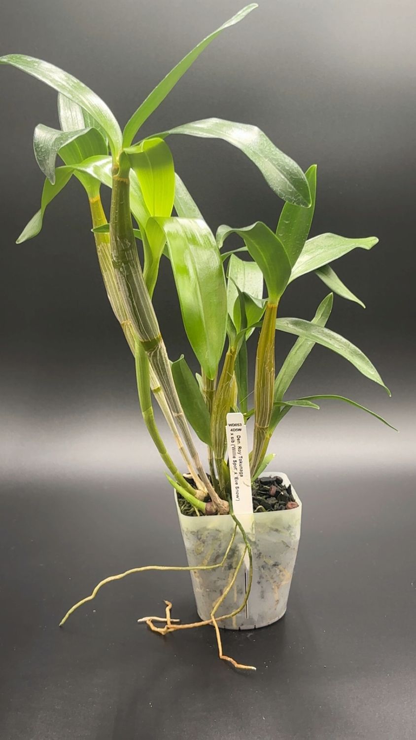 Den. Roy Tokunaga x sib ('Willie Spot' x 'Eve Snow')