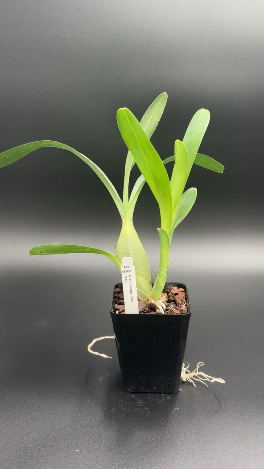 Grammangis ellisii x sib