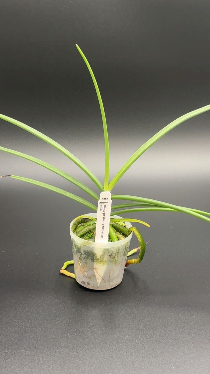 Holcoglossum amesianum x sib