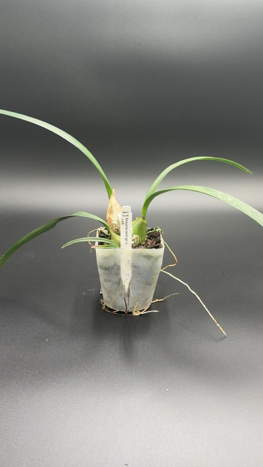 Encyclia cordigera
