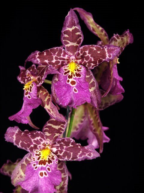 P443 Bllra. Tropic Tom 'Kinky' (Bare Root Seedling)