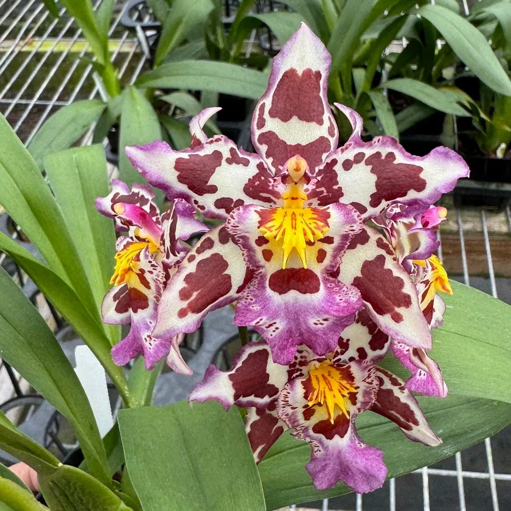 K655 Wilsonara Tan Treasures 'Lavender Picotee' (Bare Root Seedling)
