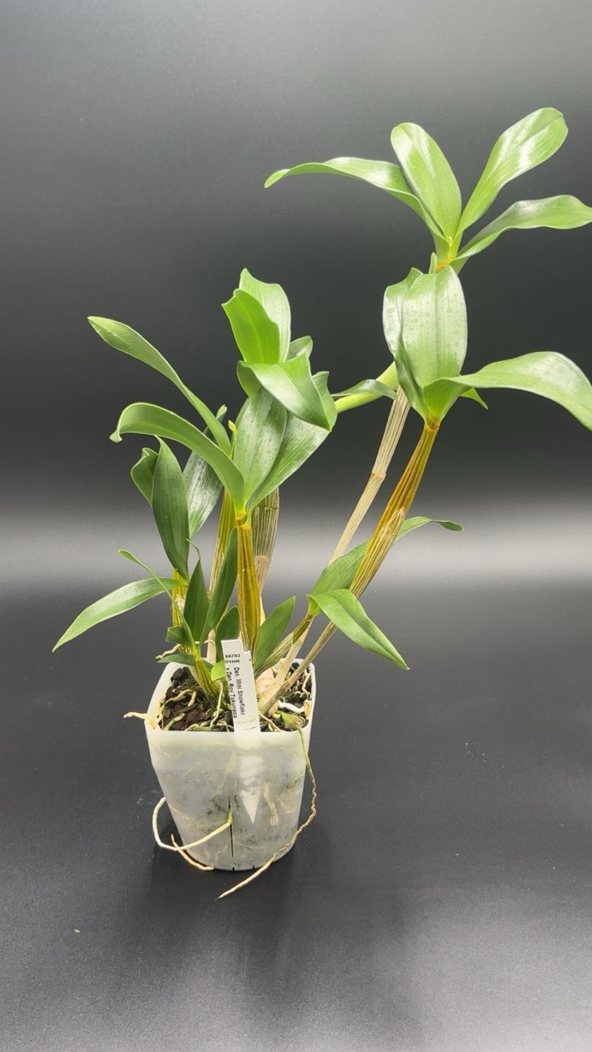 Den. Mini Snowflake x Den. Roy Tokunaga