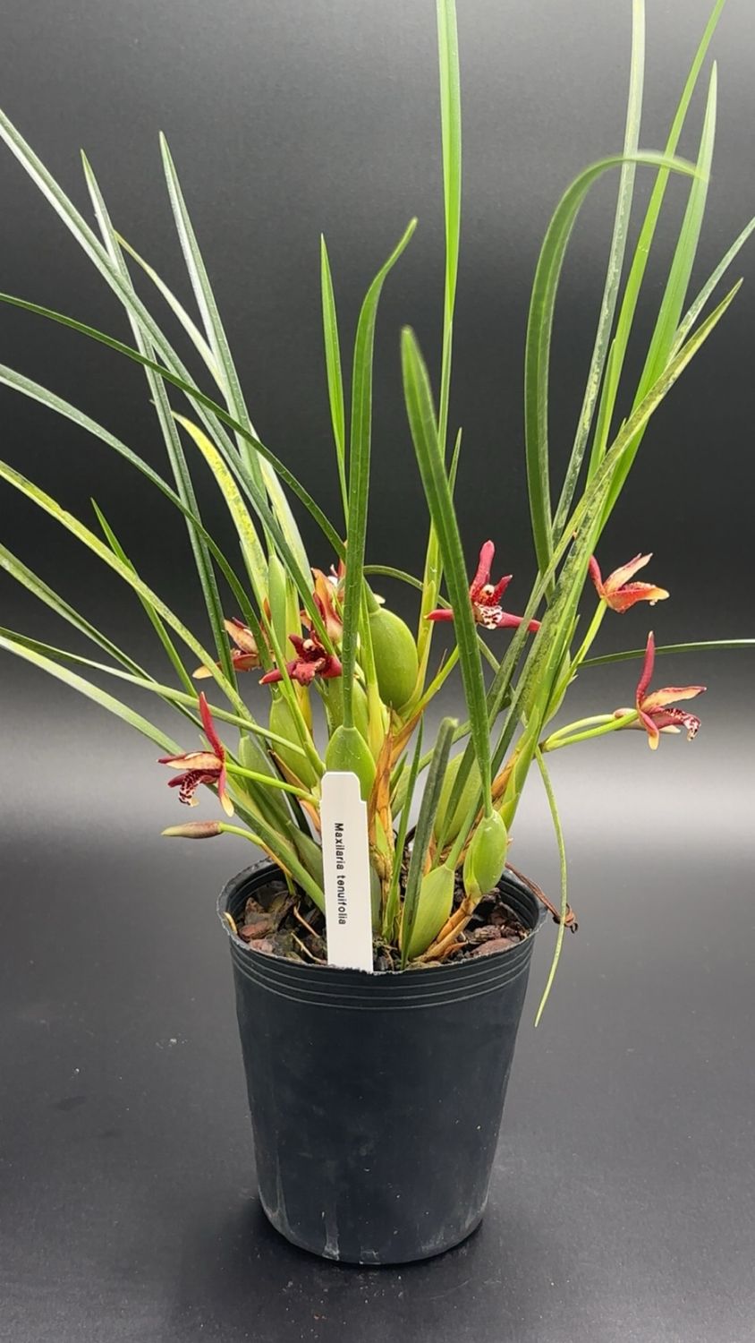 Maxillaria tenuifolia