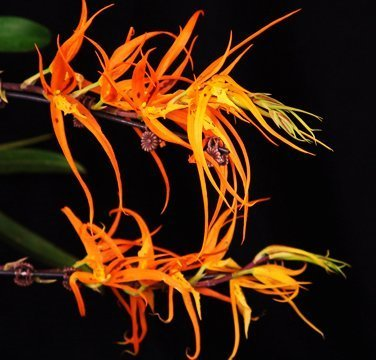 O271 Brassada Orange Delight 'Hilo Sunrise' (Bare Root Seedling) O271 Brassada Orange Delight 'Hilo Sunrise' (Bare Root Seedling)