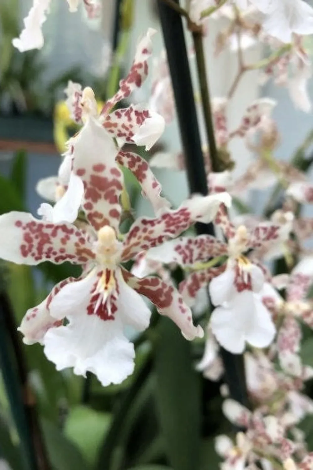 W595 Oncidium Speckled Spire 'Whisp' (Bare Root Seedling) W595 Oncidium Speckled Spire 'Whisp' (Bare Root Seedling)